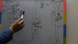 REABSORPTION OF SODIUM IN NEPHRON [upl. by Ayrad785]