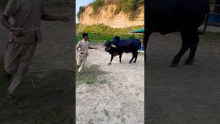 Magnificent black Brahman bull running on the pasture shorts ytshortsvideo tending brahmancows [upl. by Arvid]