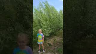 Perfect privacy tree Hybrid Willows at CZ Grain CZgrain farming fast quality amazon [upl. by Tedman]