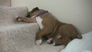 Sleepy 4 Week Old Boxer Puppies [upl. by Weissmann]