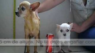 Regular Chihuahua vs Teacup Chihuahua Full grown   The Fall of a myth [upl. by Burkhard508]