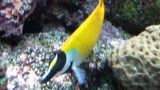 Foxface Rabbitfish [upl. by Bara]