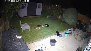 Hikvision ColorVu 4MP CCTV camera night time quality Cats amp fox interaction Felpham Bognor Regis [upl. by Nageek]