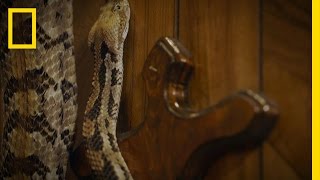 Massive Timber Rattler  Snake Salvation [upl. by Ahsimik974]