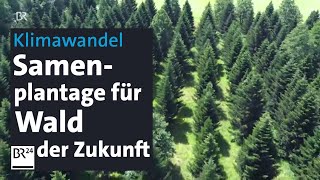 Klimawandel Samenbanken für Wälder der Zukunft  Abendschau  BR24 [upl. by Otreblanauj]