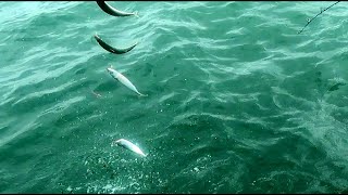 Mackerel Fishing UK Bridlington [upl. by Winola]