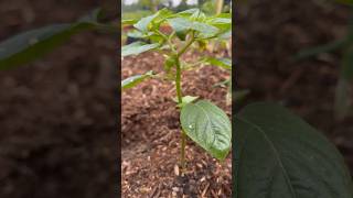 Our first tomatillo that we’ve ever grown ￼ [upl. by Akimehs]