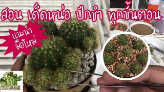 แนะนำมือใหม่ สอนเด็ดหน่อปักชำทุกขั้นตอน  cactus propagation  MookCactus [upl. by Emmeline]