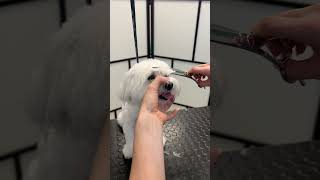 maltese doggrooming beforeandafter [upl. by Yllak]