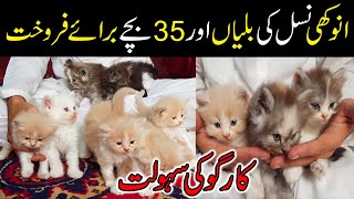 Punch Face Persian Cats And Persian Kittens Very Cheap Price Delivery All Pakistan 2020 [upl. by Dawn]