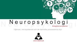 Webblektion Psykologi biologiska perspektivet neuropsykologi [upl. by Macfarlane102]