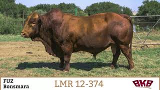 FUZ Bonsmara Stud Total Dispersal Sale [upl. by Bil943]