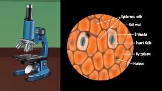 Demonstration of Stomata on a Leaf Peel  MeitY OLabs [upl. by Arinayed]