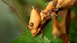 Spiny Leaf Insect  Extatosoma tiaratum  Adult female [upl. by Griswold206]