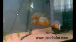 7quot Greenterror amp 4quot Red Belly Piranhas [upl. by Maguire]