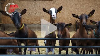 Lélevage de chèvres de la Ferme du Steinbach [upl. by Neffets783]