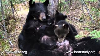 ARCHIVES  May 6 2007  June the Black Bear  Hungry Cubs [upl. by Yeldoow]