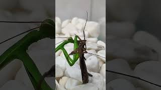 Mantis eating mantis insects mantis [upl. by Lorou]