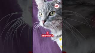 Evita que tu gato marque territorio  Royal Canin [upl. by Tabatha]