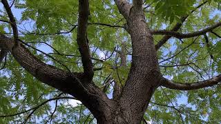 Black walnut  entire tree  September 2024 [upl. by Mcfadden]