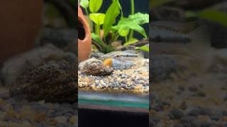 Apistogramma Trifasciatafish apistogramma fishing nature fishbreeding fishfarming freshwater [upl. by Libby]