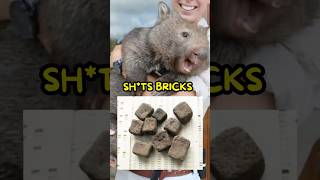 Wombat’s Literally Sht Bricks😭 [upl. by Ehcor]