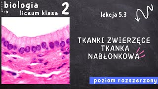 Biologia klasa 2 Lekcja 53  Tkanki zwierzęce Tkanka nabłonkowa [upl. by Skell918]