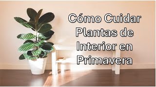 Cómo Cuidar Plantas de Interior en Primavera  Guía de Cuidados Fáciles [upl. by Etterraj430]