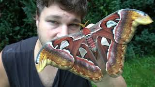 Giant Atlas Moth  Attacus atlas [upl. by Lucinda]