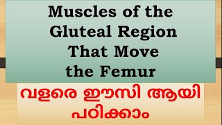 Muscles of the Gluteal Region That Move the Femur explained in malayalam [upl. by Annoya33]