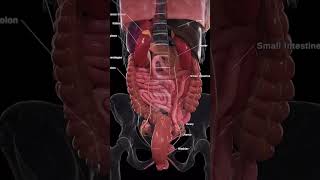 Posterior view of organs neet usmlestep anatomy 3danimation [upl. by Sibley]