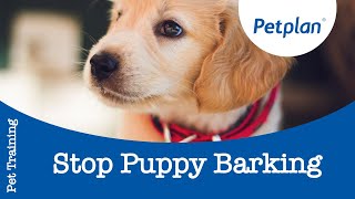 Dog Barking How To Train Your Puppy To Stop Barking  Petplan [upl. by Ranger]