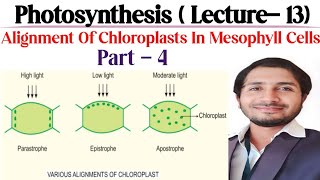 Photosynthesis Lecture 13 part4 Alignment of Chloroplasts in Mesophyll cells [upl. by Nylitsirk]