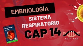 CAP 14SISTEMA RESPIRATORIOEMBRIOLOGÍA MÉDICA DE LANGMANRESUMENPODCAST [upl. by Teirrah]