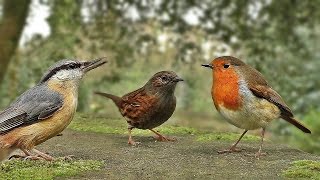 Vidéos Pour Les Chats à Surveiller  Petits Oiseaux [upl. by Cleavland]