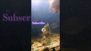 Fish yawning after it ate Fish tank aquaticsounds aquarium sleep tired relax shorts [upl. by Trevorr]