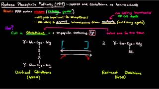 Pentose Phosphate Pathway Part 4 of 5  NADPH and Glutathione as AntiOxidants [upl. by Nnahs]