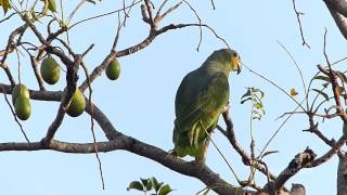 Oranged Winged Amazon Parrots [upl. by Eizdnil172]