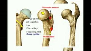 OSTEOLOGIA DE MIEMBRO INFERIOR 4 Diagnostico X [upl. by Swiercz501]