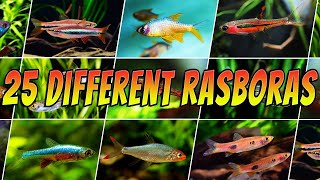 25 Different Types of Rasboras  Rare amp Common Aquarium Rasbora Fish List [upl. by Retsel]