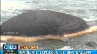 Inminente explosion de una ballena [upl. by Owiat349]