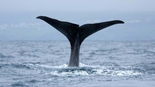 No Room For Whaling in the 21st Century [upl. by Bottali]