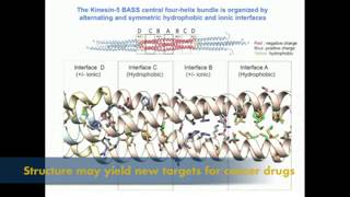 Kinsein5 cell structure and division [upl. by Cohligan]