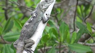 Ctenosaura bakeri Utila Spinytailed Iguana Swamper o Iguana Negra de Utila Video 03 [upl. by Pet]