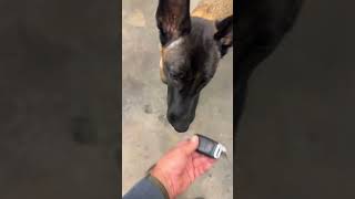 thisiswherethefunbegins doggets malinoispower malinoislove germanshepherd malinois [upl. by Owen]