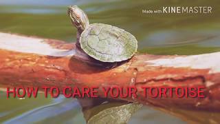 HOW TO CARE YOUR TORTOISES IN HINDI  tortoise ko kya khilaye in hindi [upl. by Eceertal931]