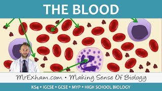 Blood  GCSE Biology 91 [upl. by Marten]