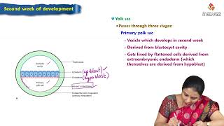 Second week of Development  Embryology Lectures [upl. by Nilrac]