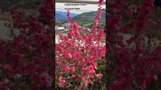 Leptospermum scoparium shortsvideo plantas jardin flores [upl. by Ramaj]