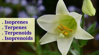 Isoprenes Terpenes Terpenoids And Isoprenoids  Lec 39  Plant Physiology [upl. by Mannes]